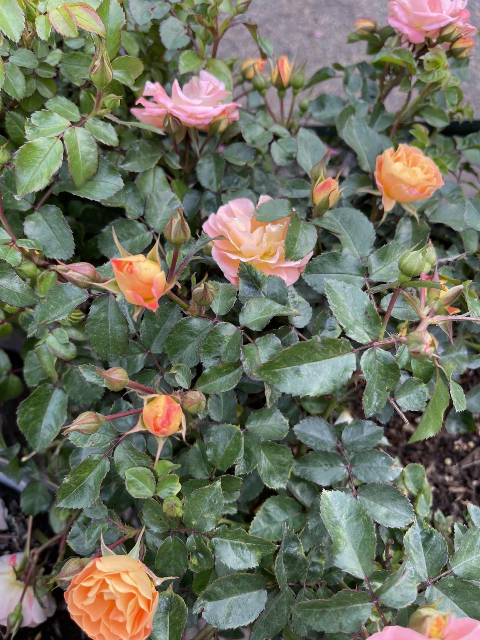 Drift Peach Rose 3 Gallon - Rosa 'Drift Peach'