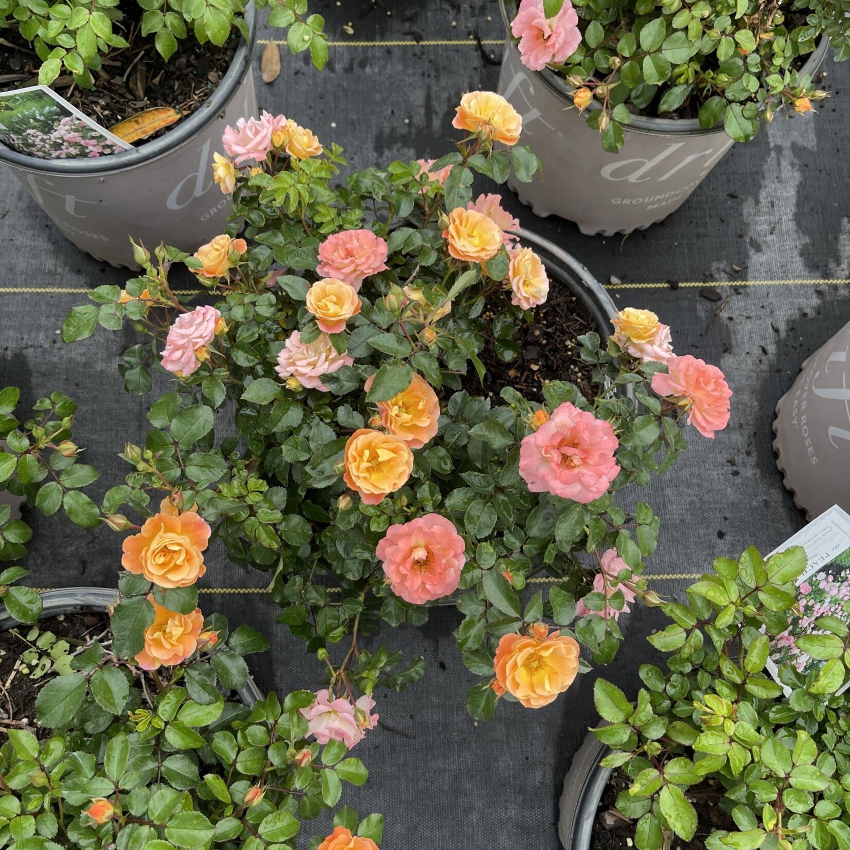 'PEACH DRIFT' ROSE 3G-GROWERS OUTLET WILLIS, TEXAS - Growers Outlet ...