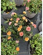 'DRIFT PEACH' ROSE, 3 GALLON