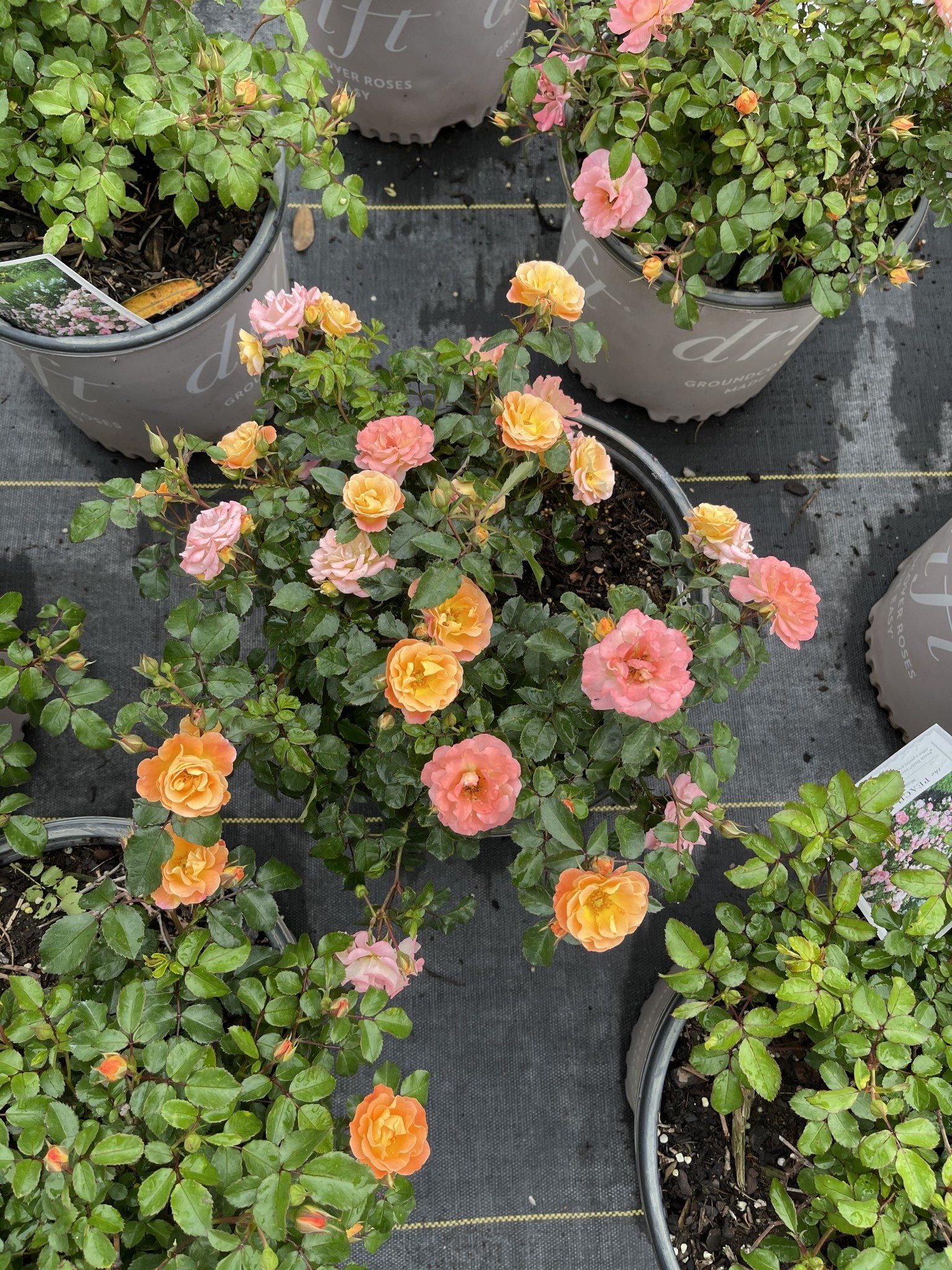 Drift Peach Rose 3 Gallon - Rosa 'Drift Peach'