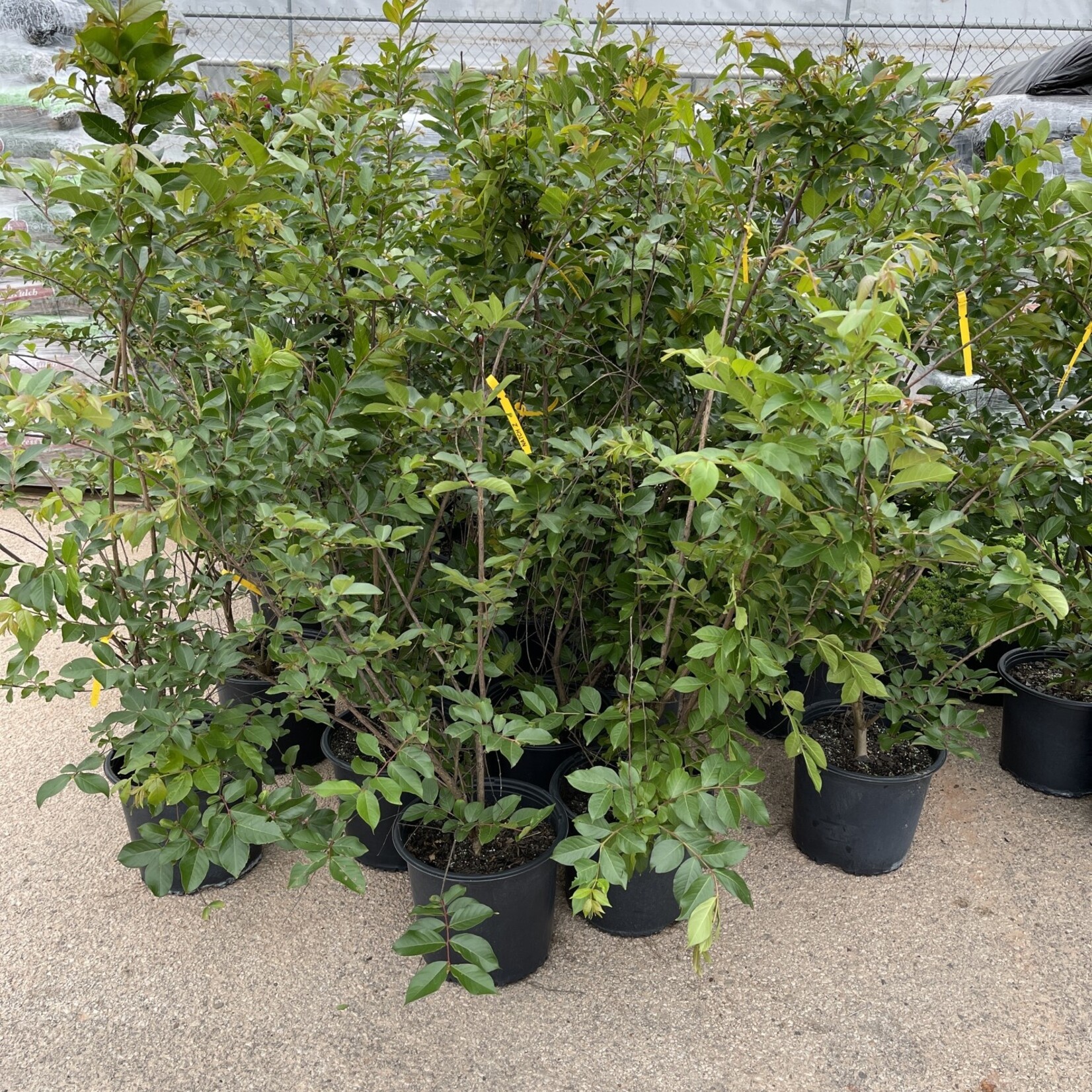 CRAPE MYRTLE, 'NATCHEZ', (white), 3G