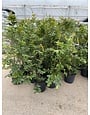 CRAPE MYRTLE, 'NATCHEZ', (white), 3G