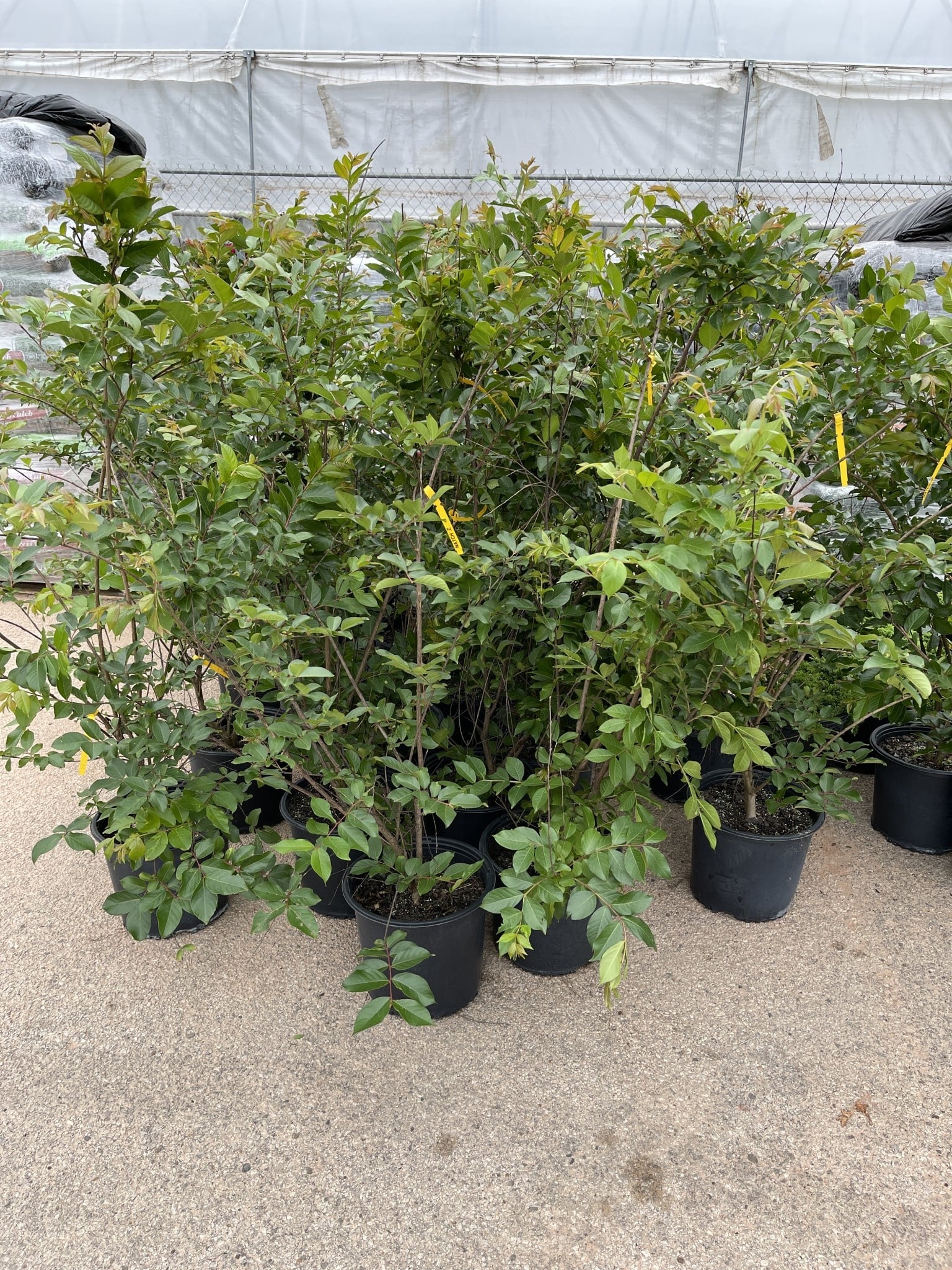CRAPE MYRTLE, 'NATCHEZ', (white), 3G