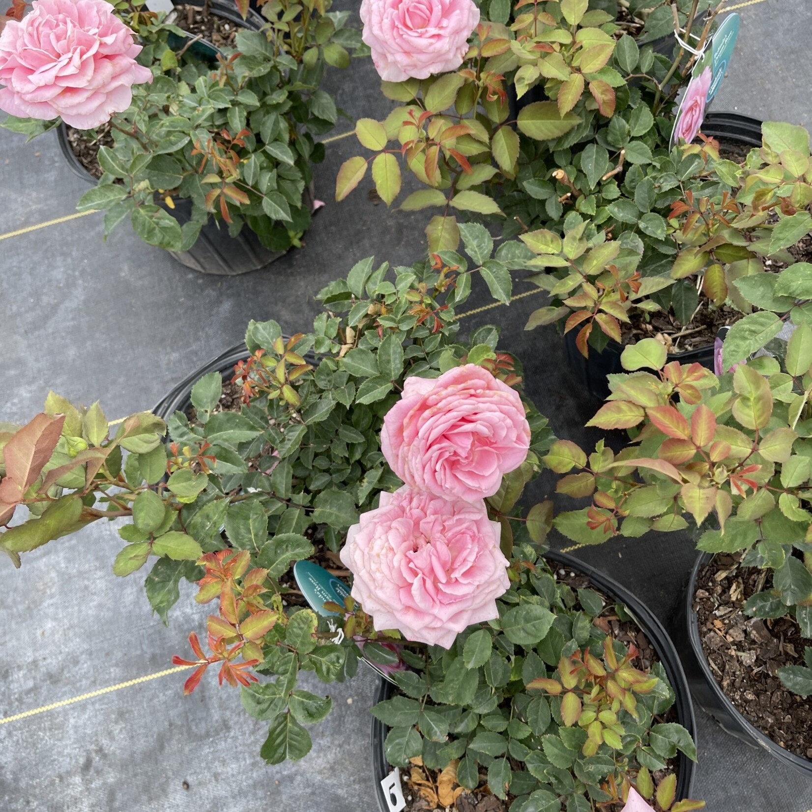 ROSE, 'BELINDA'S DREAM', (PINK), 3G