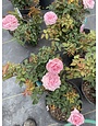 'BELINDA'S DREAM' ROSE, 3 GALLON