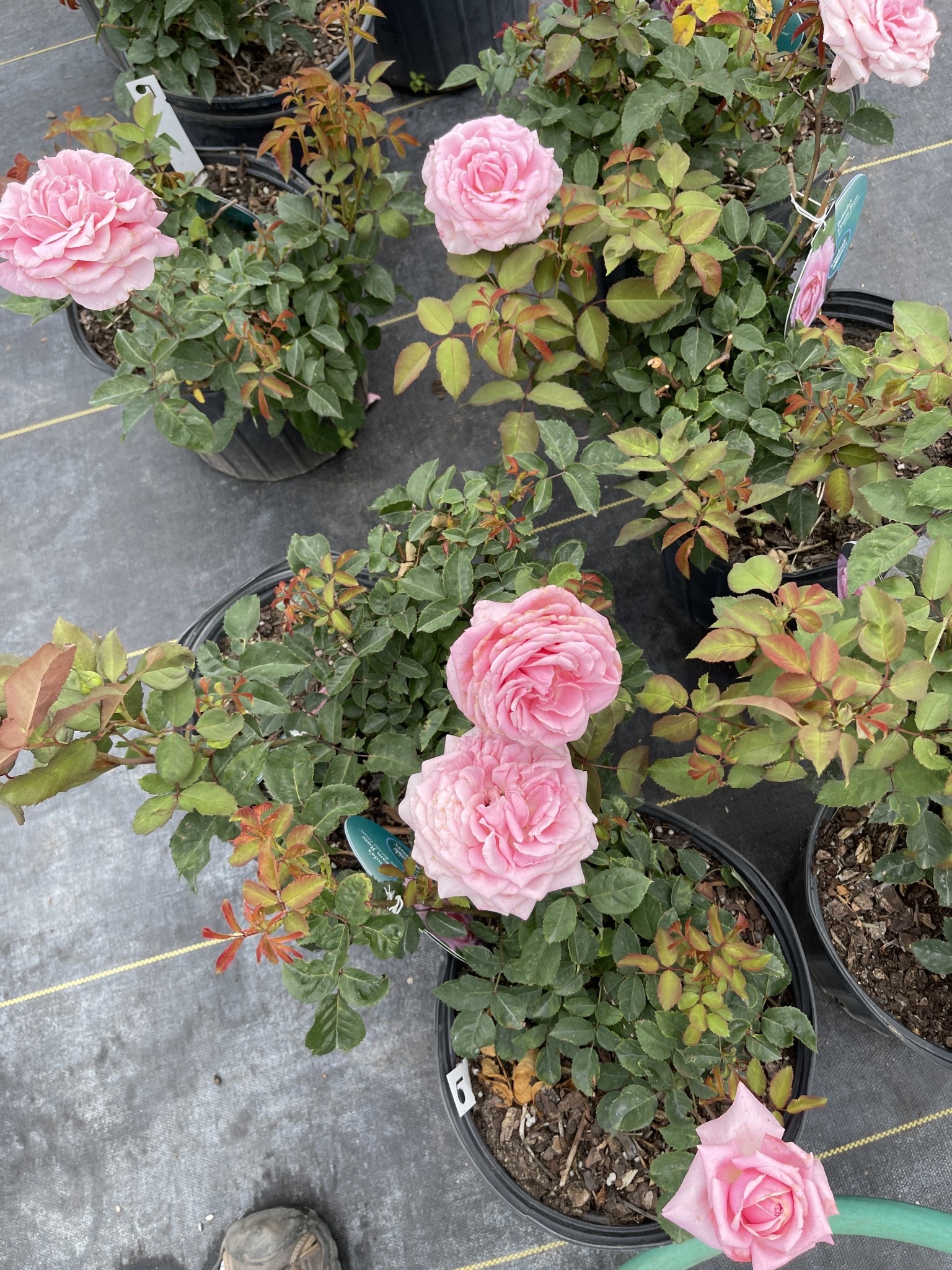 'BELINDA'S DREAM' ROSE, 3 GALLON
