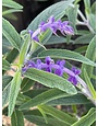 Salvia leucantha 'Mexican Bush Sage' 3 Gallon - Purple Fall Blooming Perennial