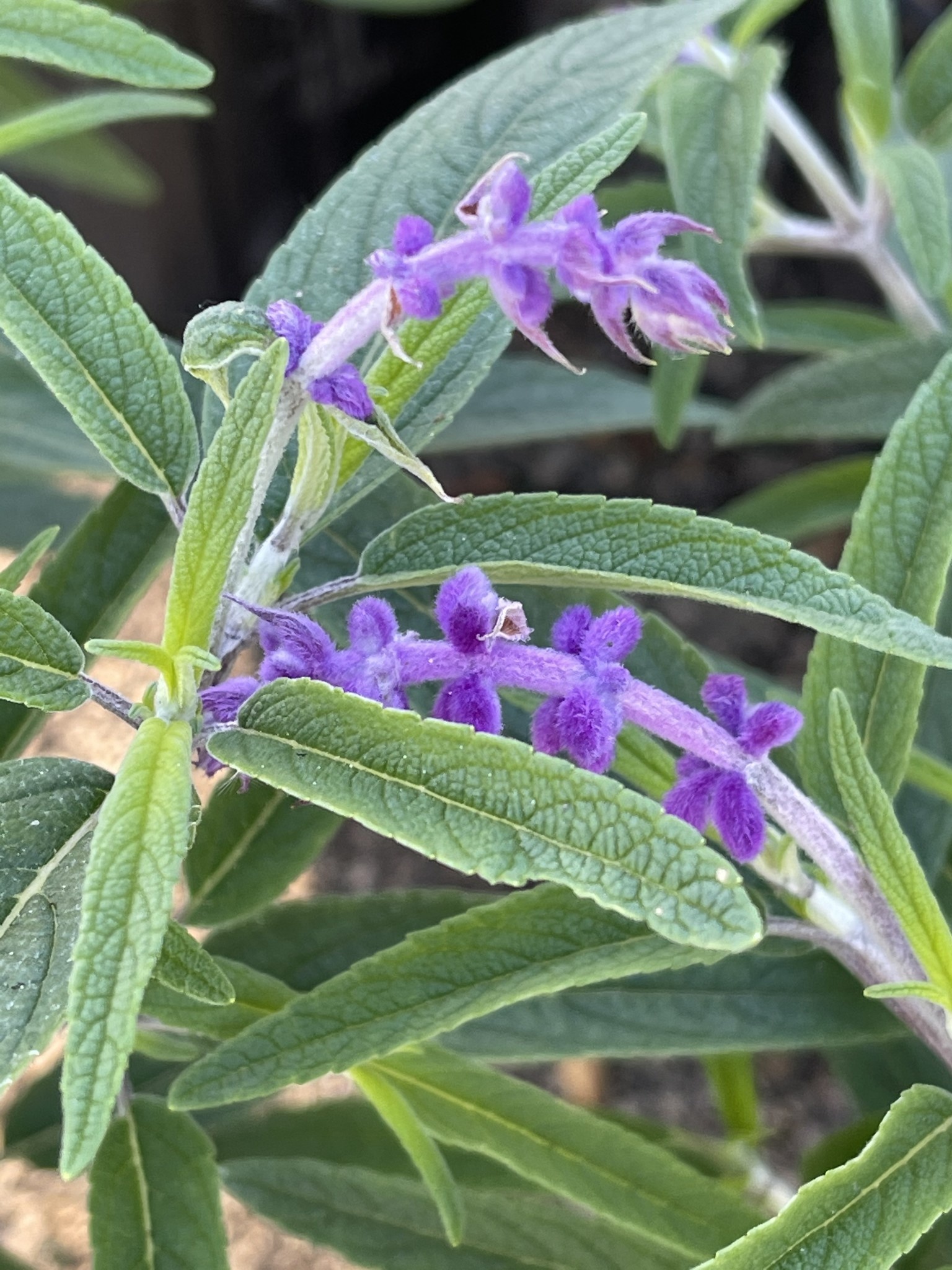Salvia leucantha 'Mexican Bush Sage' 3 Gallon - Purple Fall Blooming Perennial