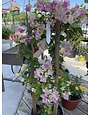 'THAI DELIGHT' BOUGAINVILLEA PLANT, 5 GALLON