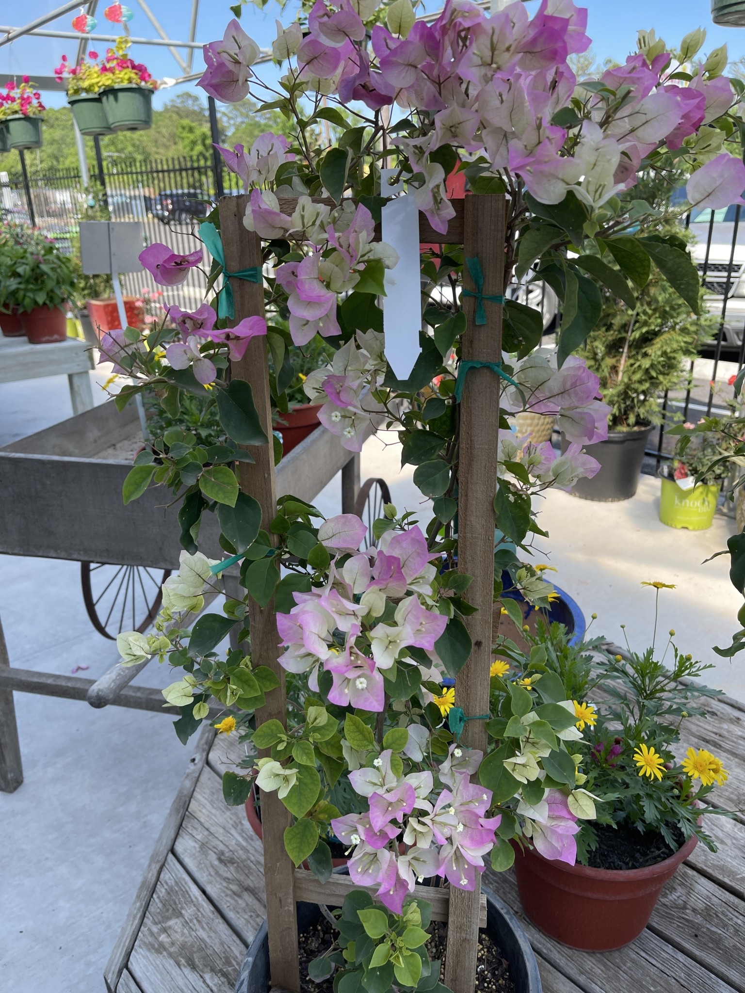 BOUGAINVILLEA, 'THAI DELIGHT', 5G on trellis (bicolor pink)