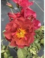 Cinco de Mayo Rose 3 Gallon - Rosa 'Cinco de Mayo'