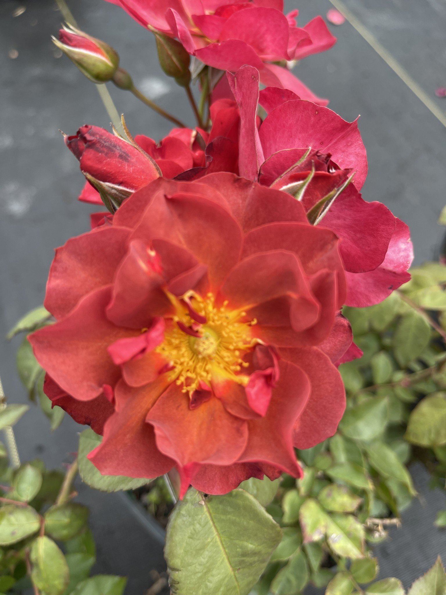 Cinco de Mayo Rose 3 Gallon - Rosa 'Cinco de Mayo'