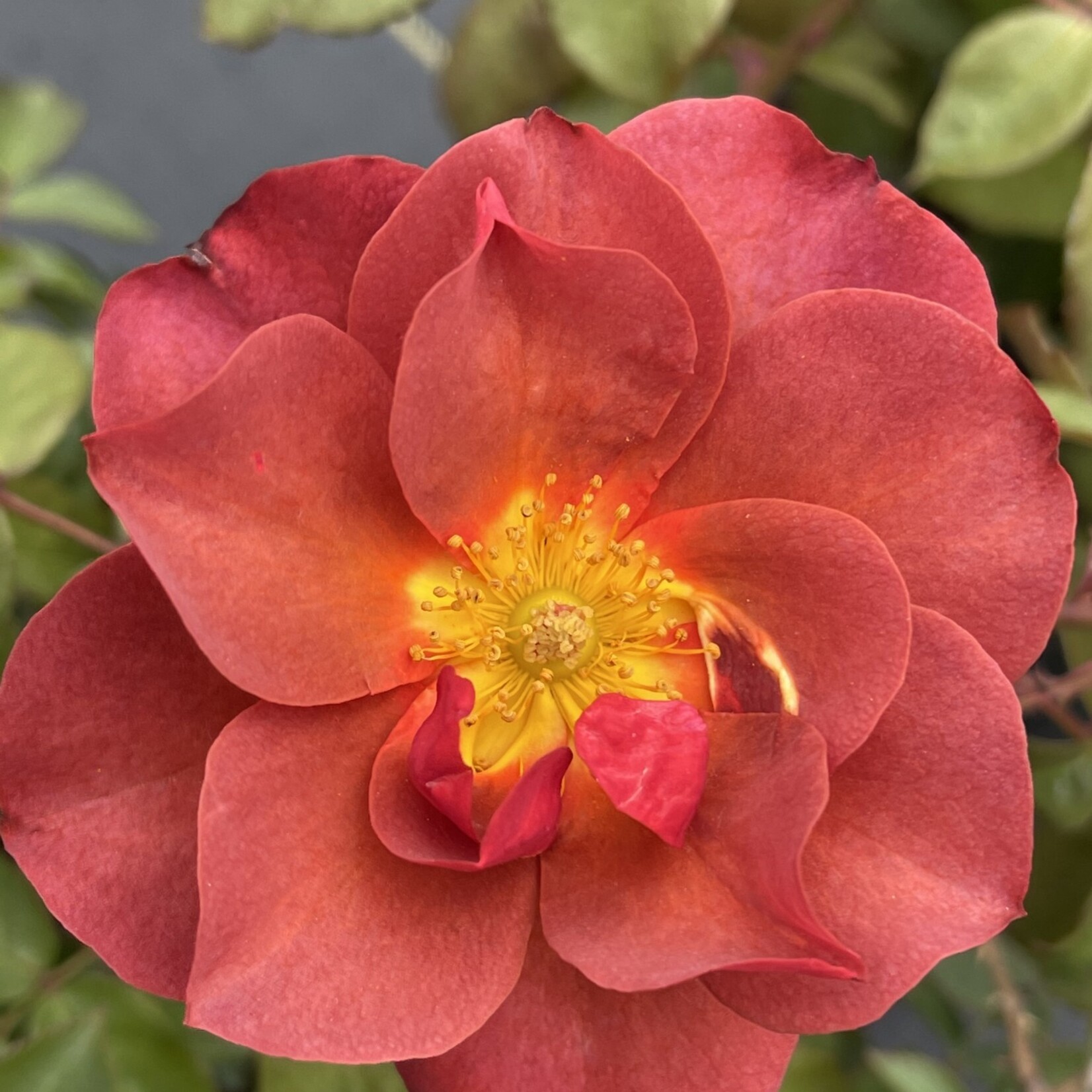 ROSE, 'CINCO DE MAYO', (RUSTY ORANGE), 3G