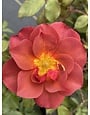 Cinco de Mayo Rose 3 Gallon - Rosa 'Cinco de Mayo'