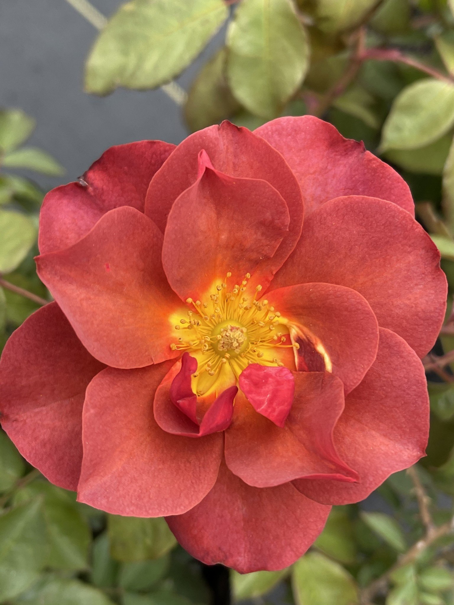Cinco de Mayo Rose 3 Gallon - Rosa 'Cinco de Mayo'