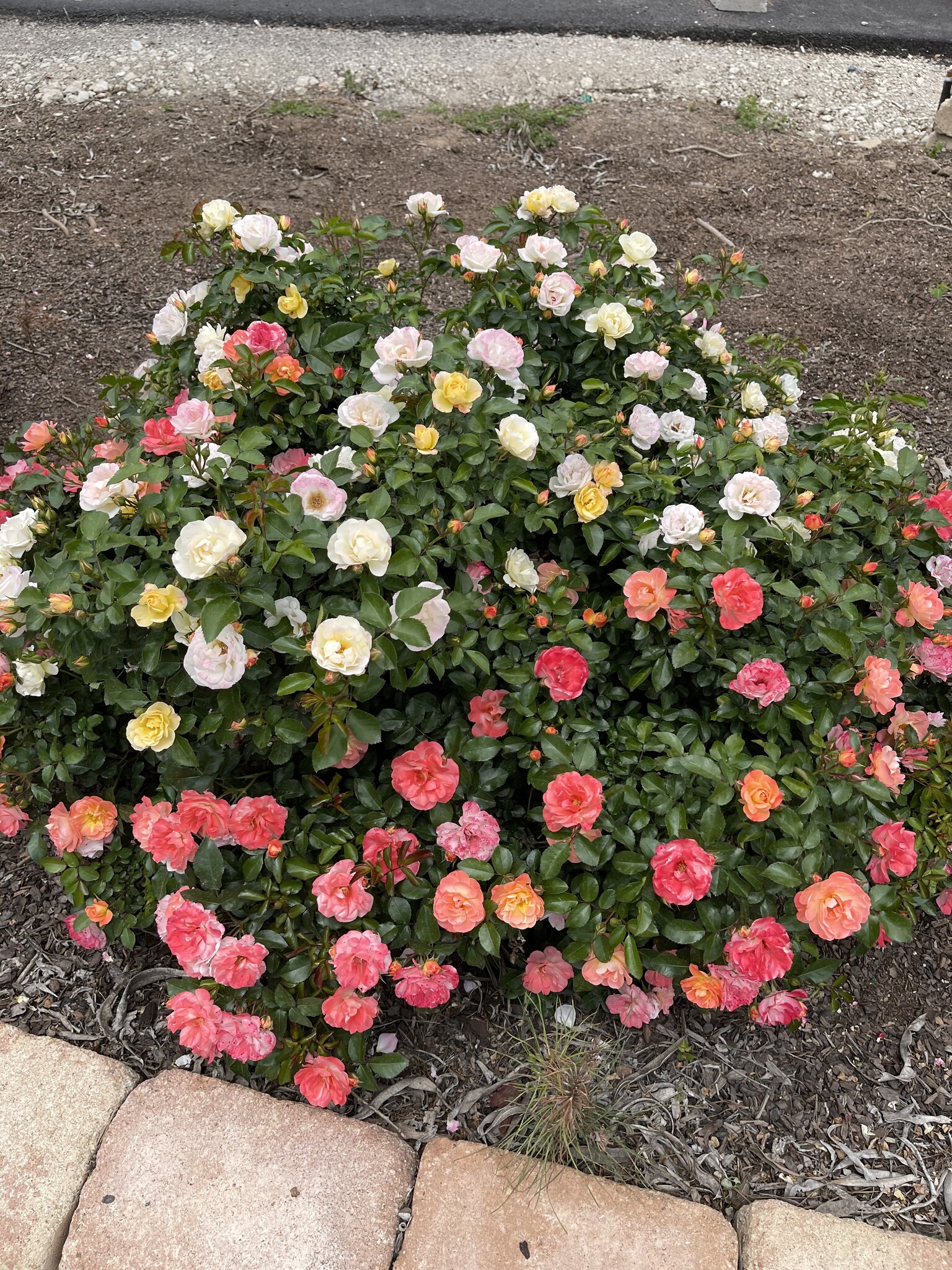'DRIFT PEACH' ROSE, 3 GALLON