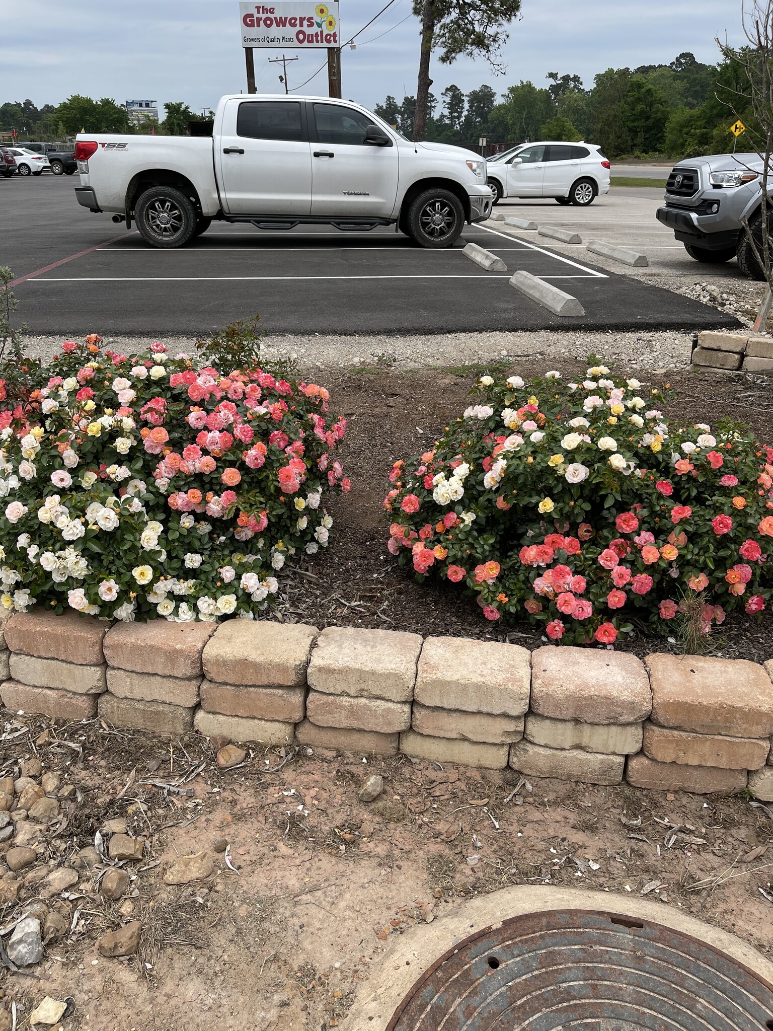PEACH DRIFT® GROUNDCOVER ROSE BUSH, 3 GALLON