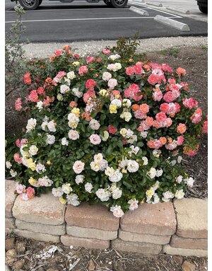 Rose 'Drift Peach' 3G