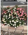 Drift Peach Rose 3 Gallon - Rosa 'Drift Peach'