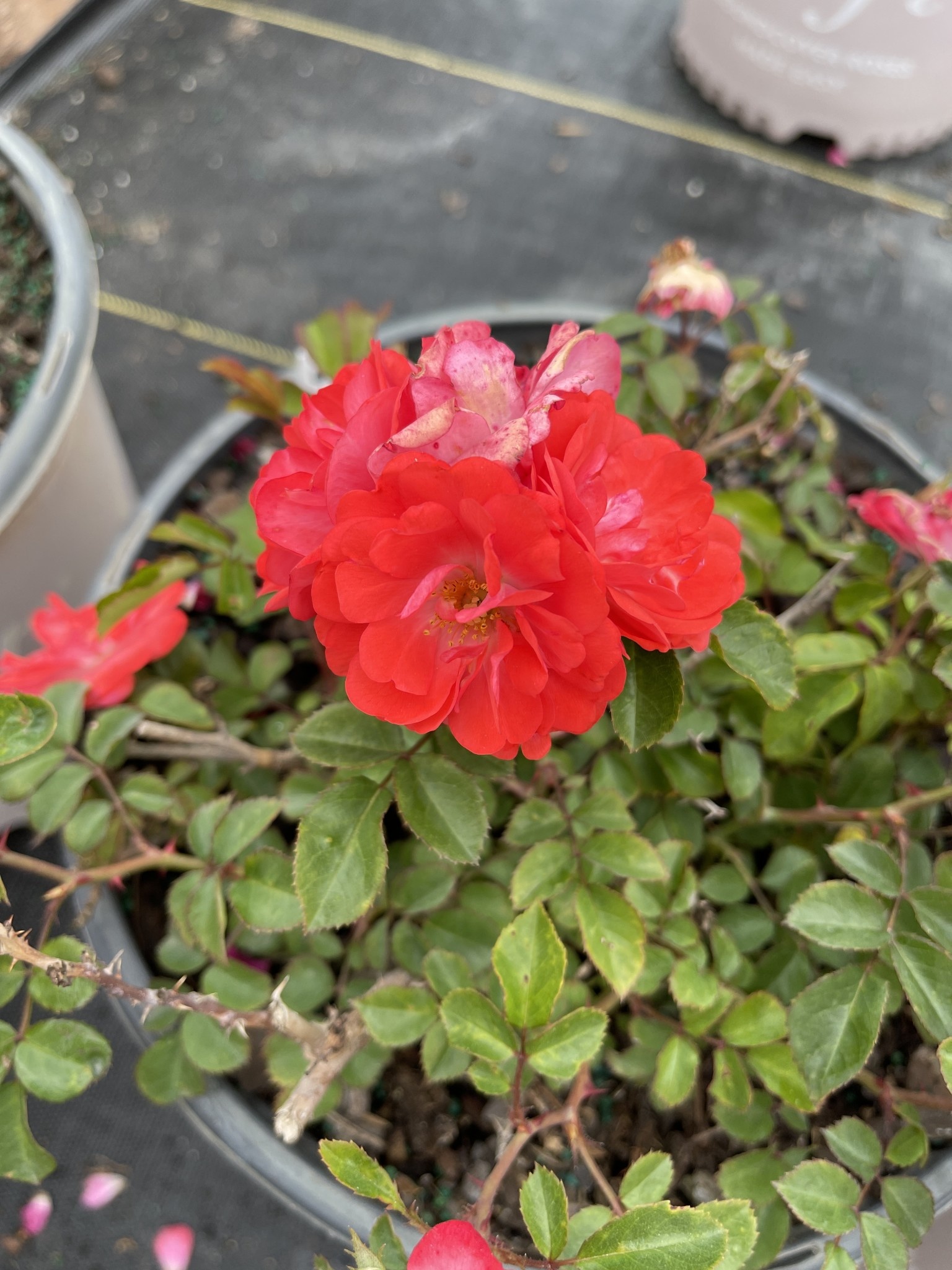 CORAL DRIFT® GROUNDCOVER ROSE BUSH, 3 GALLON