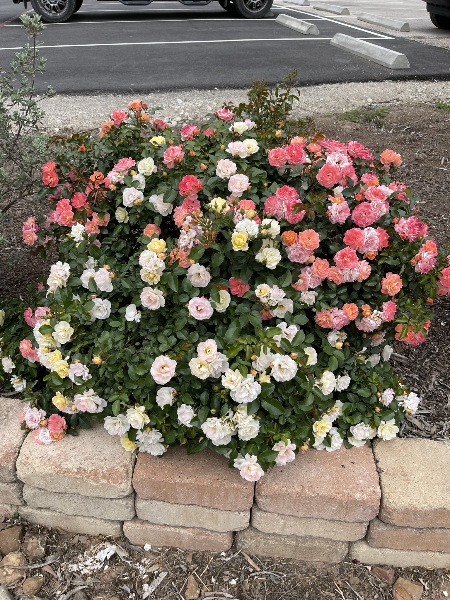 PEACH DRIFT® GROUNDCOVER ROSE BUSH, 3 GALLON