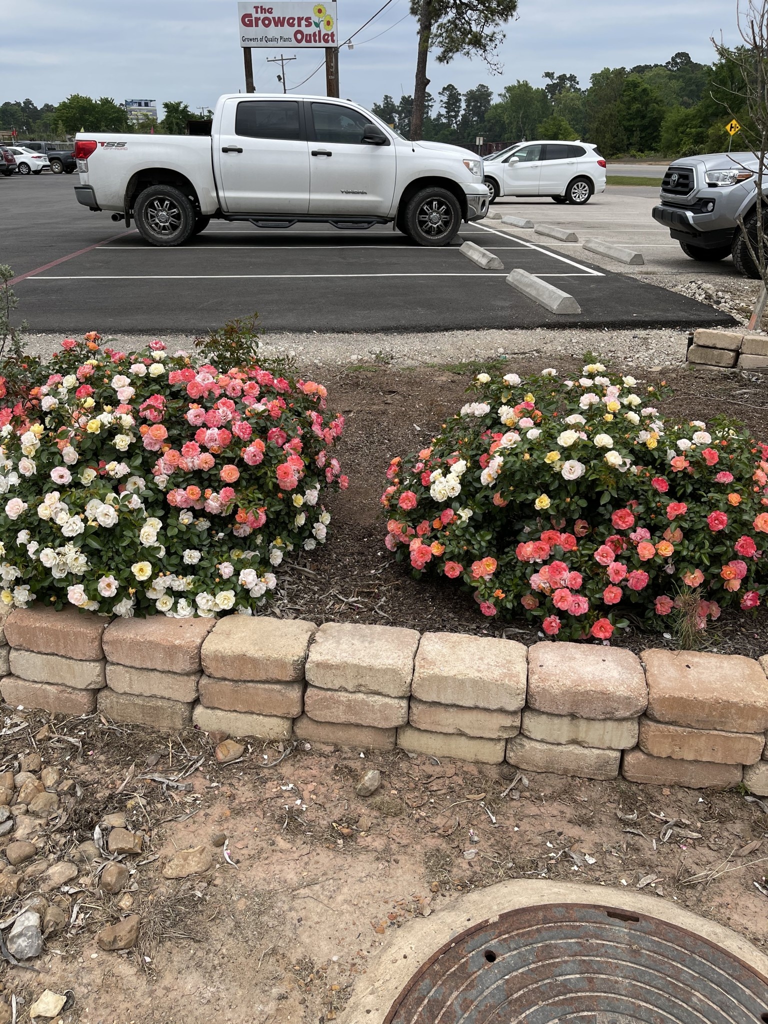 PEACH DRIFT® GROUNDCOVER ROSE BUSH, 3 GALLON