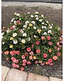 Drift Peach Rose 3 Gallon - Rosa 'Drift Peach'