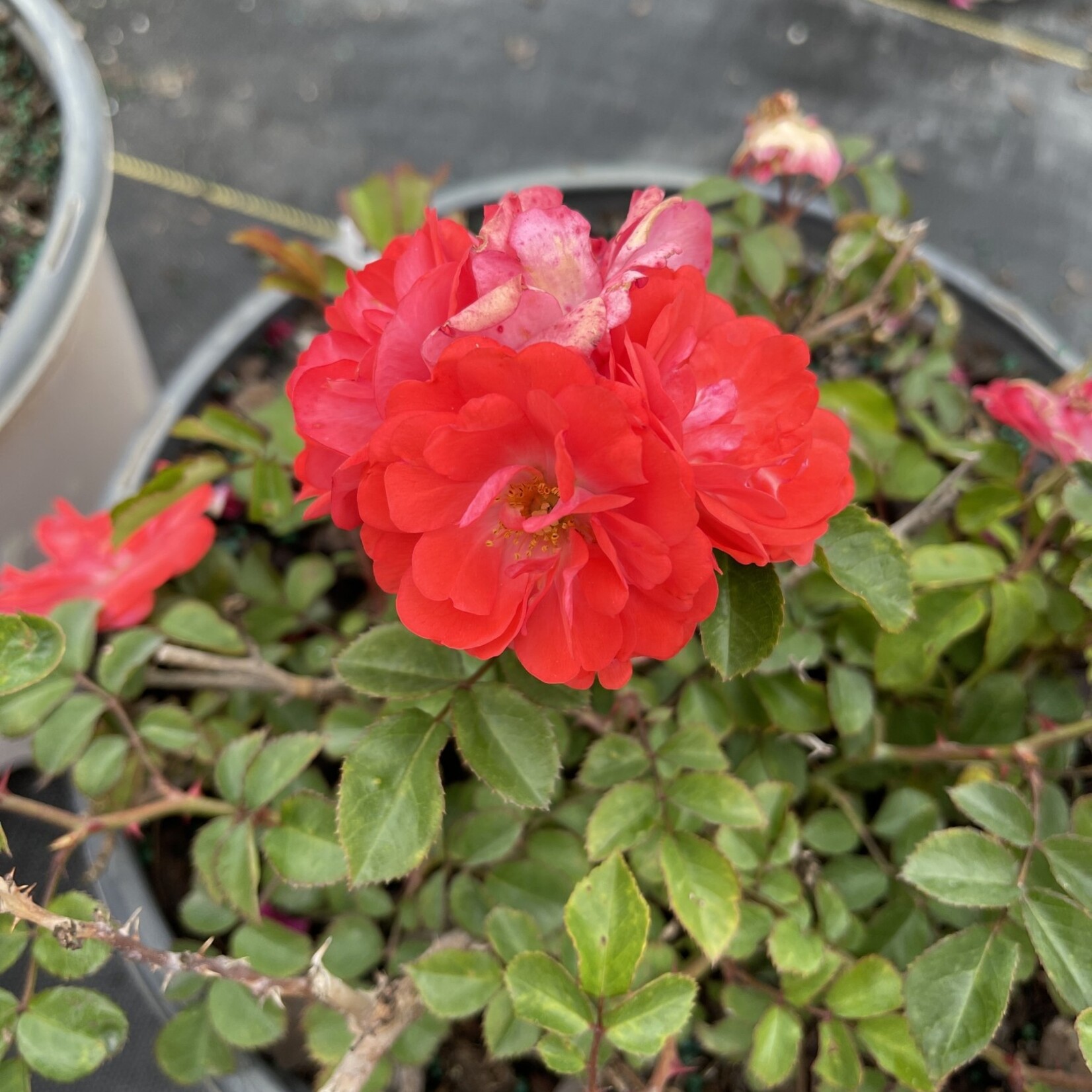 ROSE, 'DRIFT CORAL', 3G