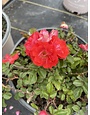 ROSE, 'DRIFT CORAL', 3G
