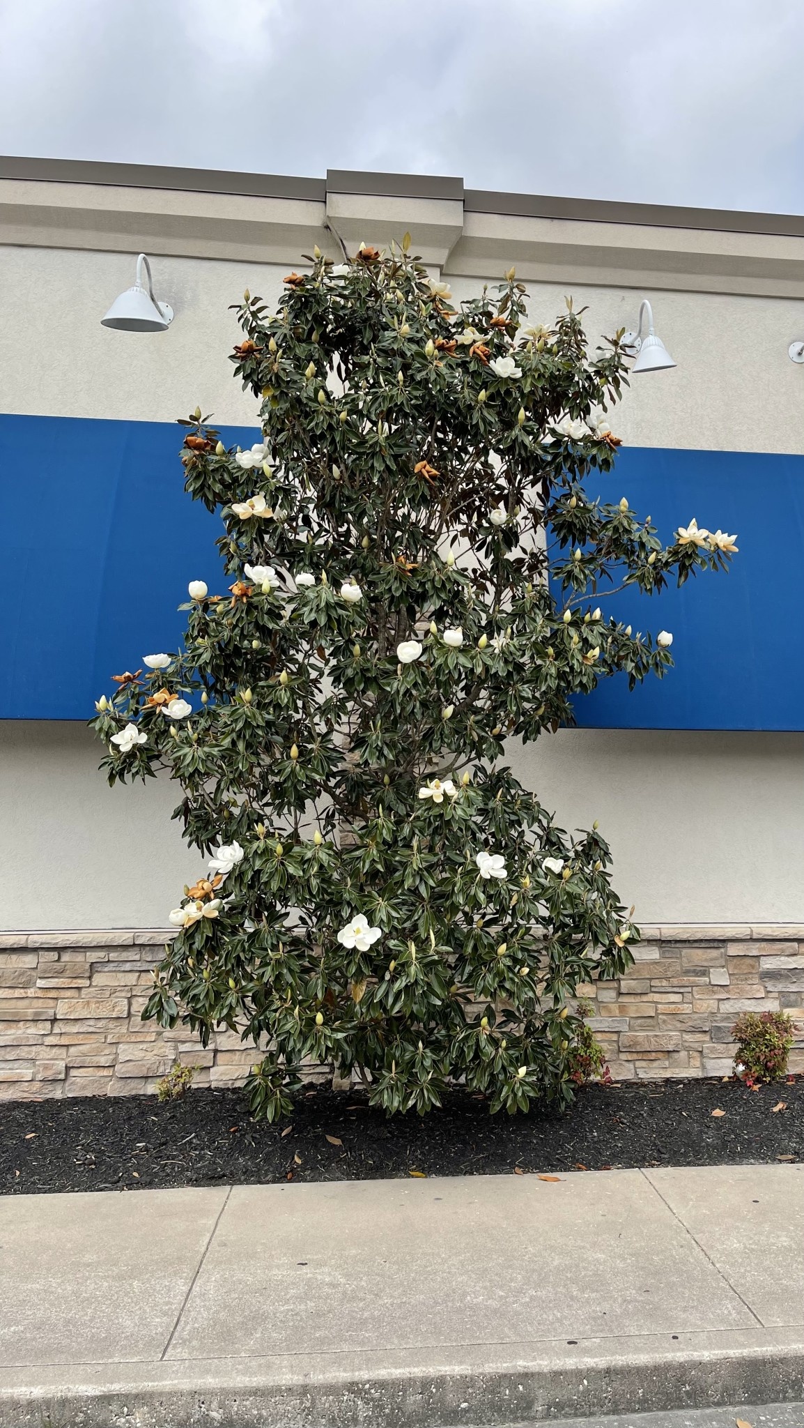 MAGNOLIA, 'LITTLE GEM', 15g