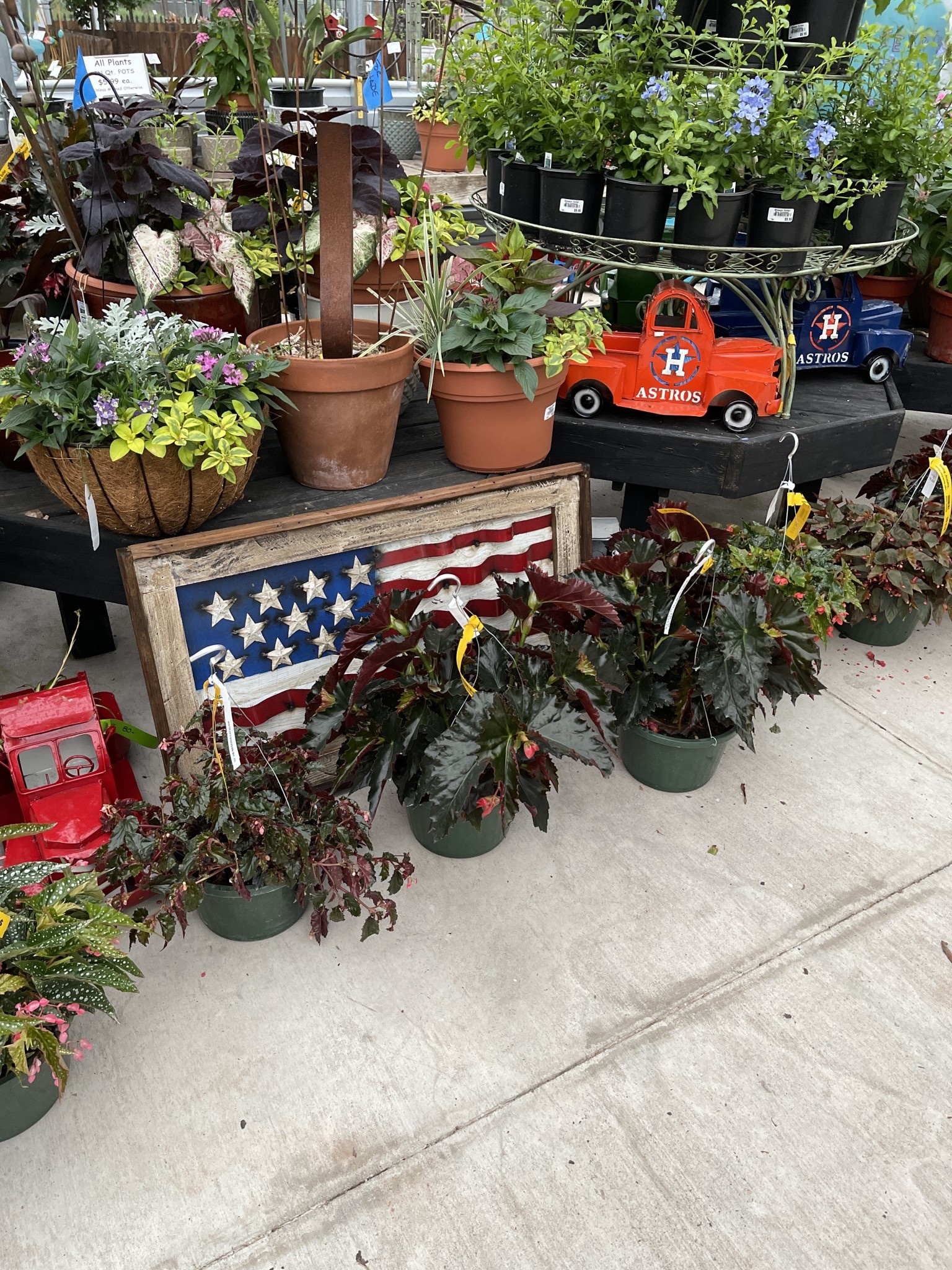 Angelwing Begonia Hanging Basket, 10" Asstd.