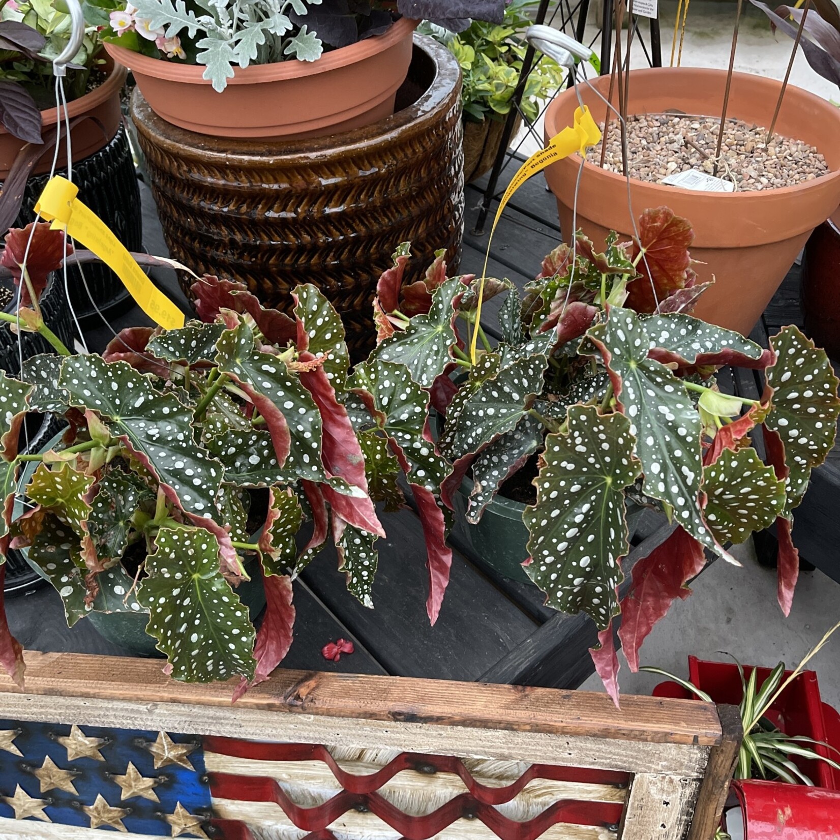ANGELWING BEGONIA, HANGING BASKET, 10" Asstd.