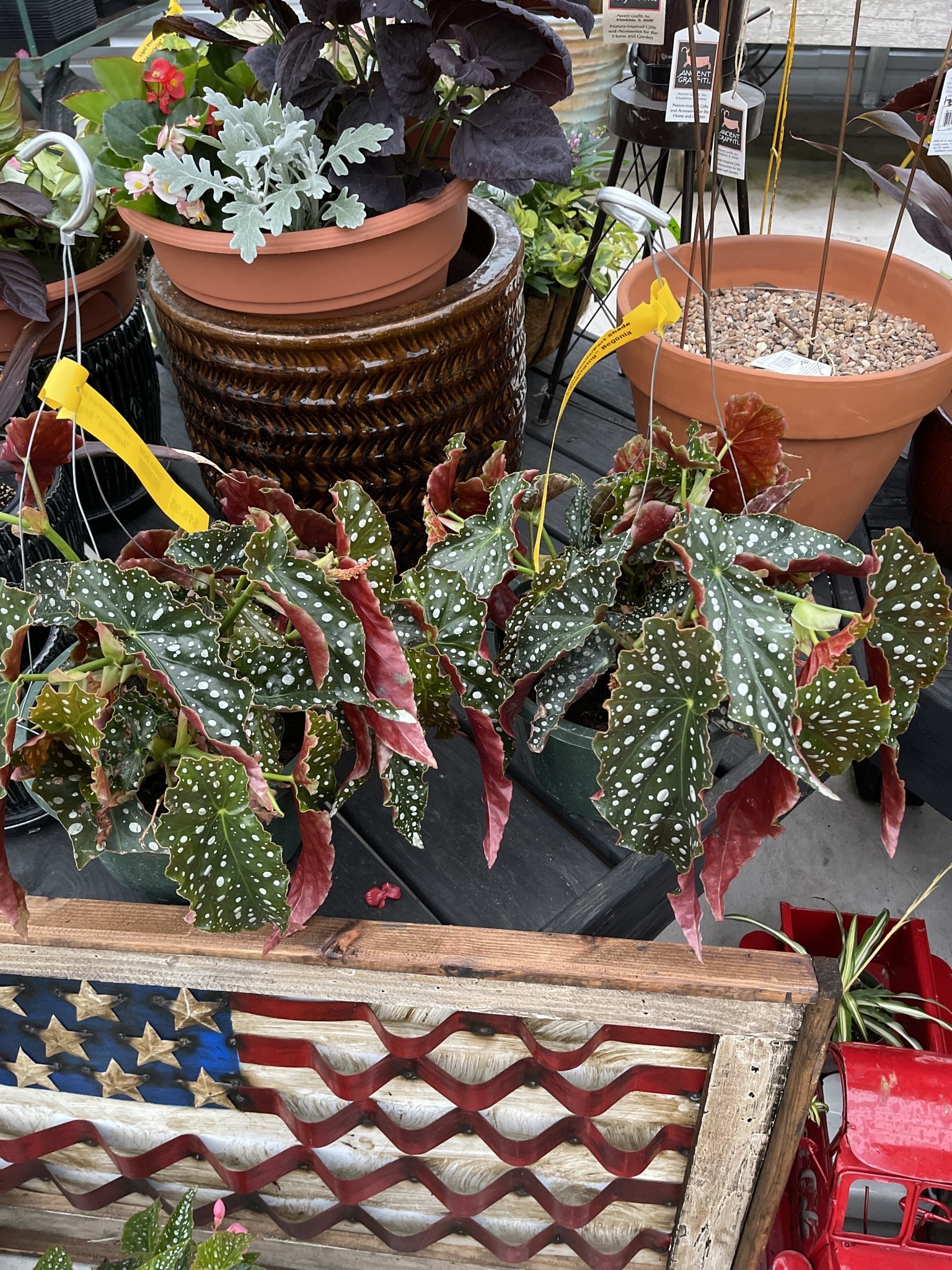 BEGONIA, 'ANGELWING AND FANCY', 10" HANGING BASKETS