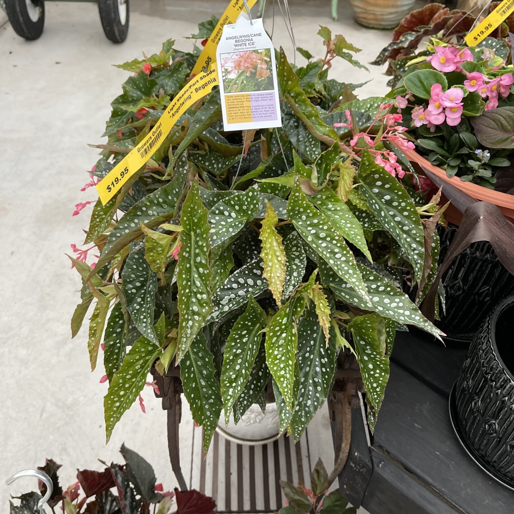 ANGELWING BEGONIA, HANGING BASKET, 10" Asstd.