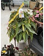 BEGONIA, 'ANGELWING AND FANCY', 10" HANGING BASKETS