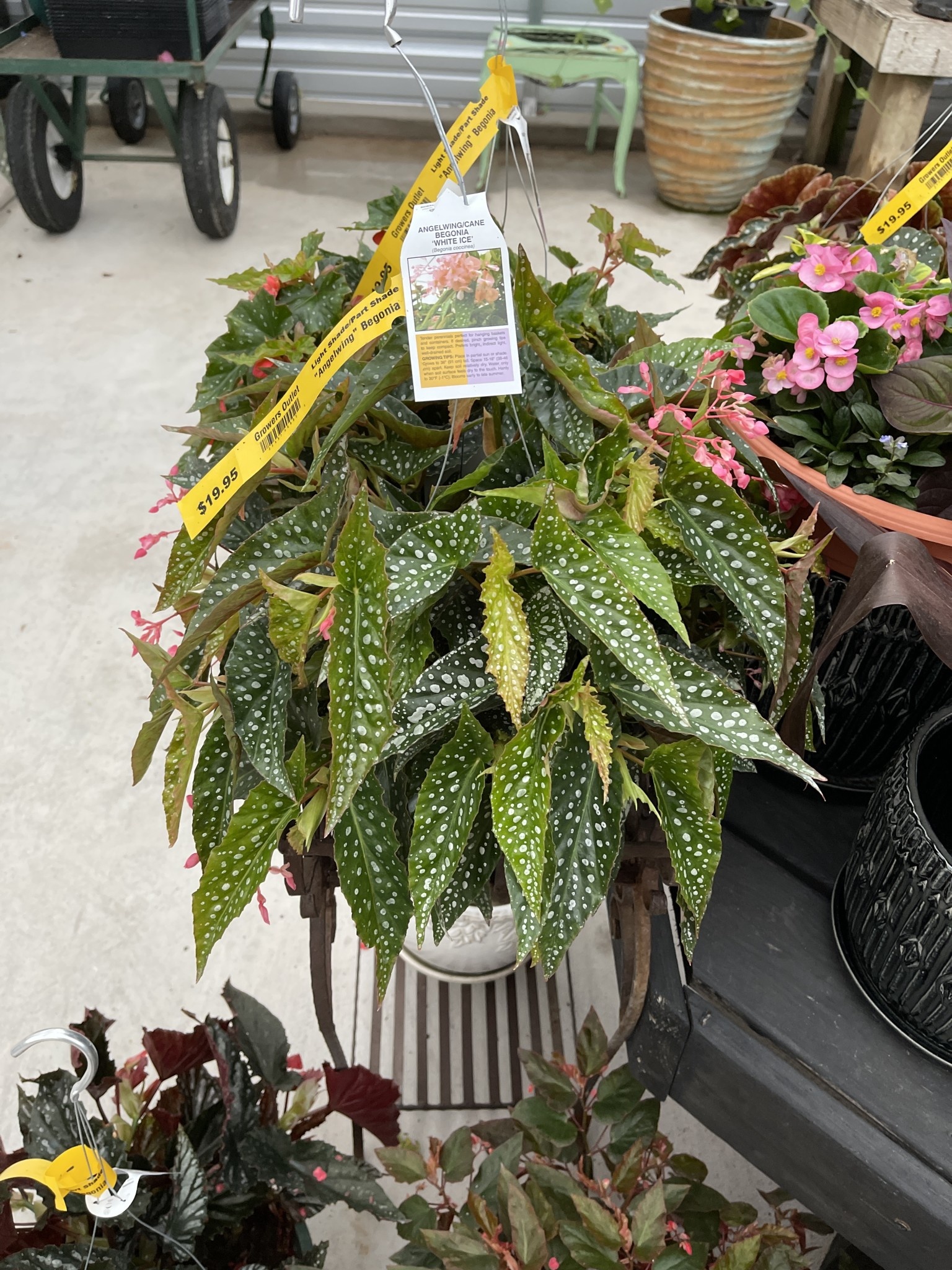 BEGONIA, 'ANGELWING AND FANCY', 10" HANGING BASKETS