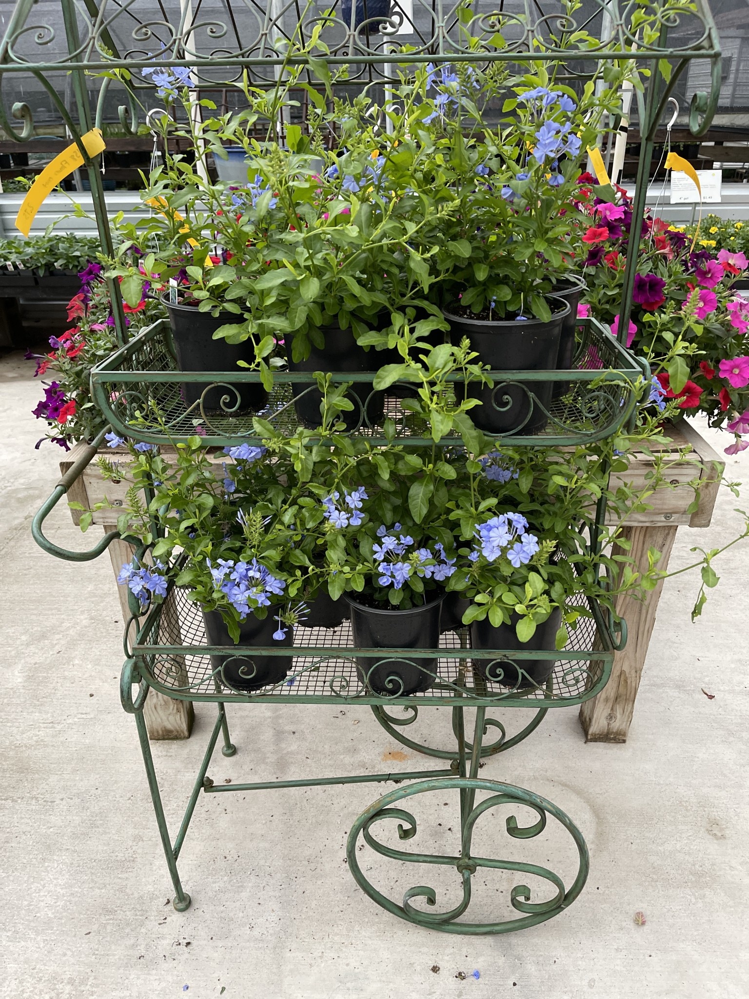 BLUE PLUMBAGO, 1 GALLON