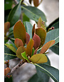 'COPPERTONE'™ LOQUAT, 5 GALLON