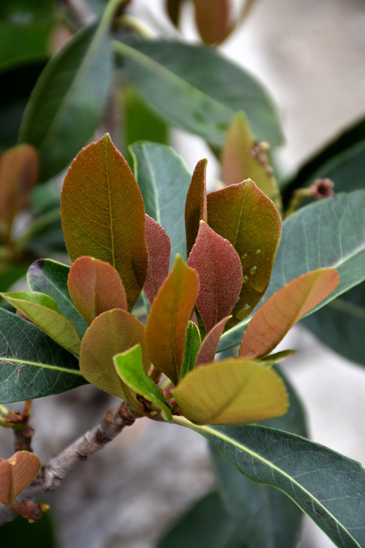 LOQUAT, 'COPPERTONE' 5G