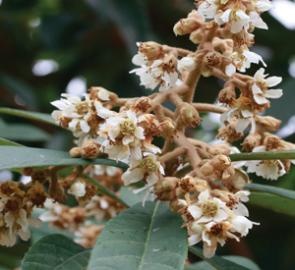 LOQUAT, 'COPPERTONE' 5G