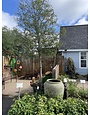 LIVE OAK TREE, 65 GALLON