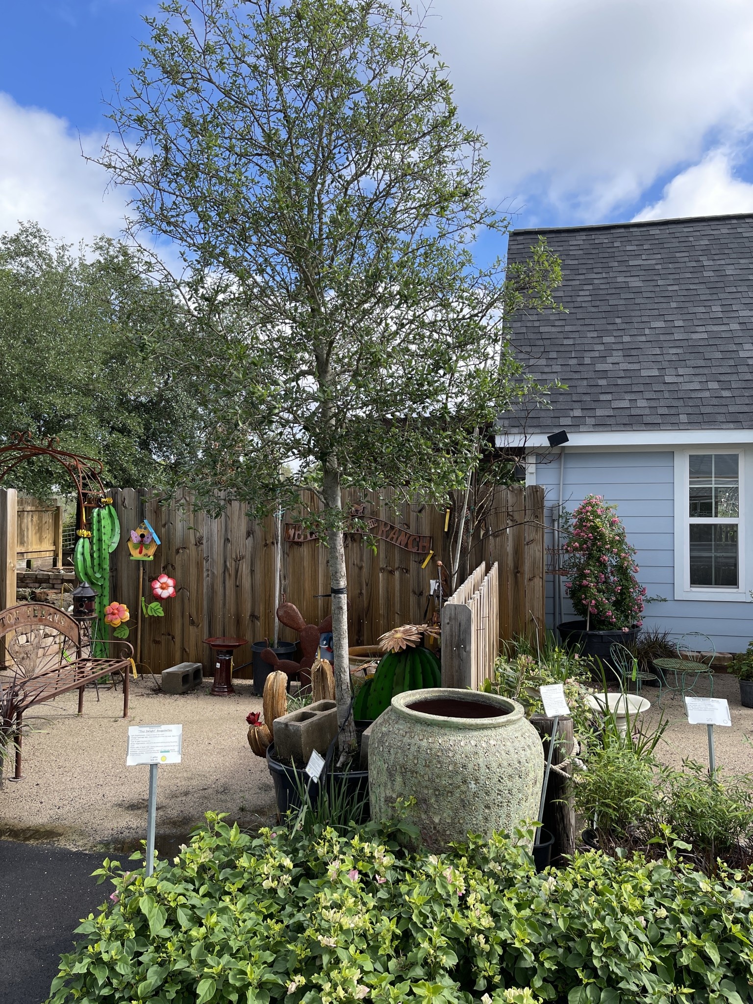LIVE OAK TREE, 65 GALLON