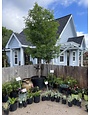 Shumard Red Oak 65 Gallon - Quercus shumardii