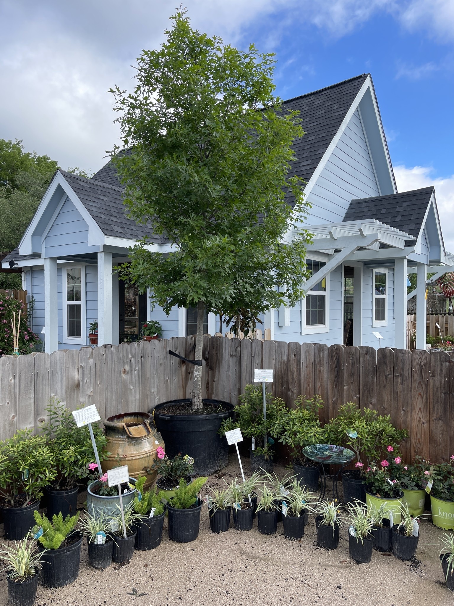 SHUMARD RED OAK TREE, 65 GALLON