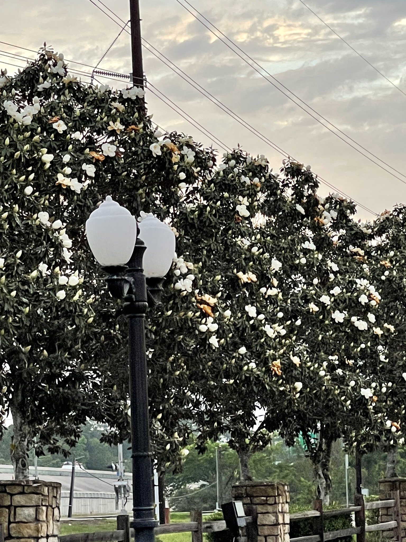 LITTLE GEM MAGNOLIA TREE, 15 GALLON