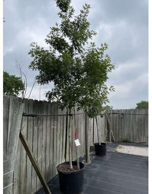 OAK, 'SHUMARD RED', 30G*