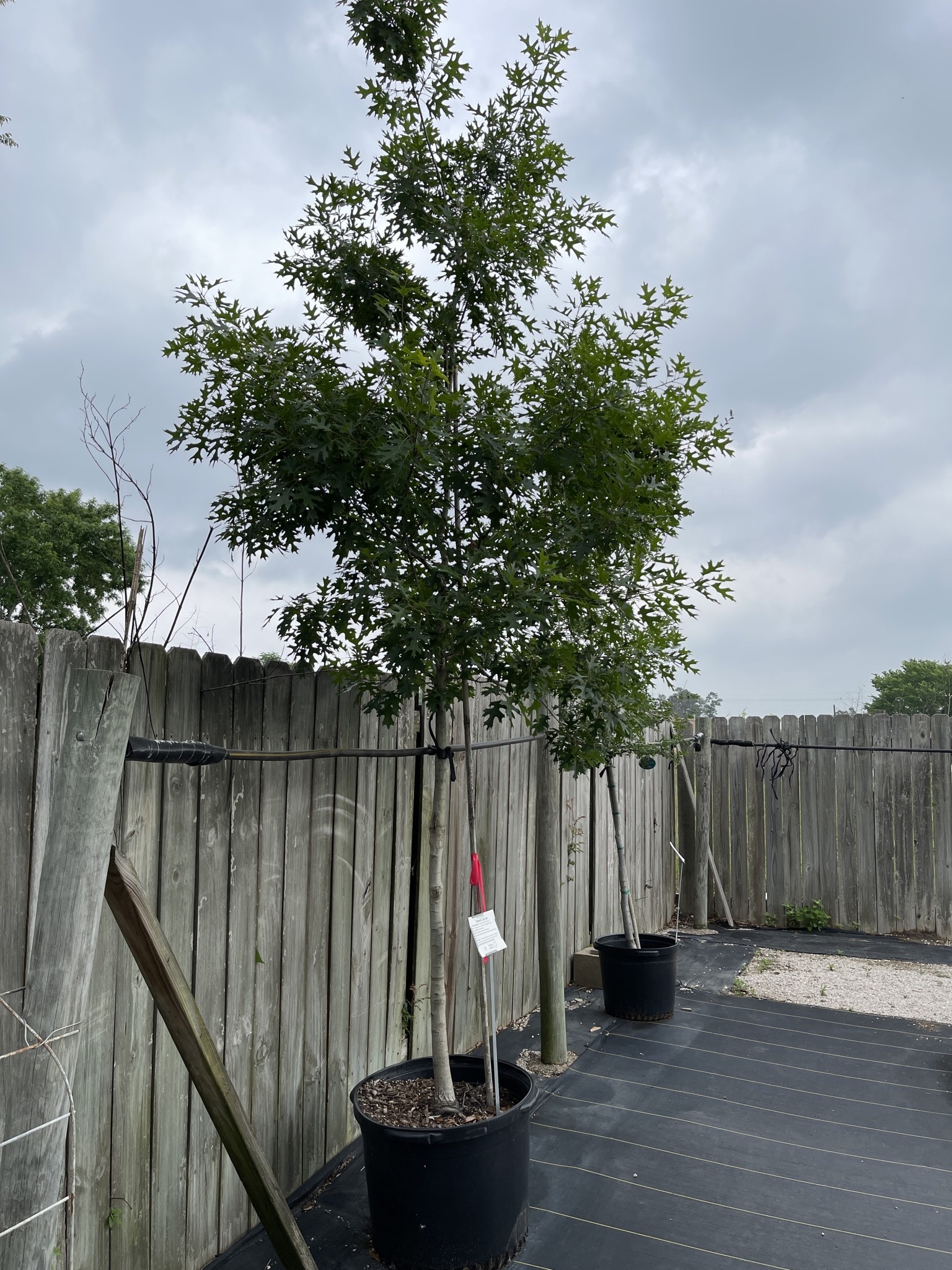 SHUMARD RED OAK TREE, 30 GALLON