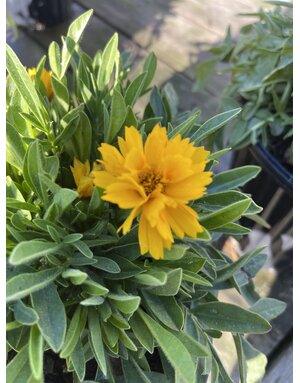 COREOPSIS, 'EARLY SUNRISE', 1G