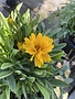 COREOPSIS, 'EARLY SUNRISE', 1G*