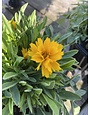 'EARLY SUNRISE' COREOPSIS, 1 GALLON